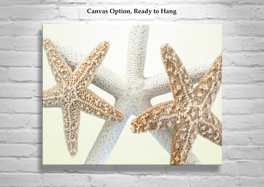 Sea Star Wall Art in Pale Yellow for Bathroom or Home by Murray Bolesta!