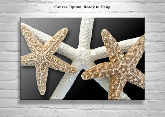 Seashell Wall Art with Starfish in Black & Beige as Bold Home Decor