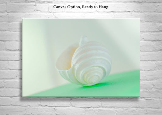 Seashell Wall Art in Pale Green As Wall Decor for Bath or Home