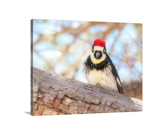 A close-up photograph of a woodpecker perched on a tree branch, with its distinctive red crest and black and white plumage visible. Acorn Woodpecker Bird Photo | Tucson Madera Canyon Framed Art