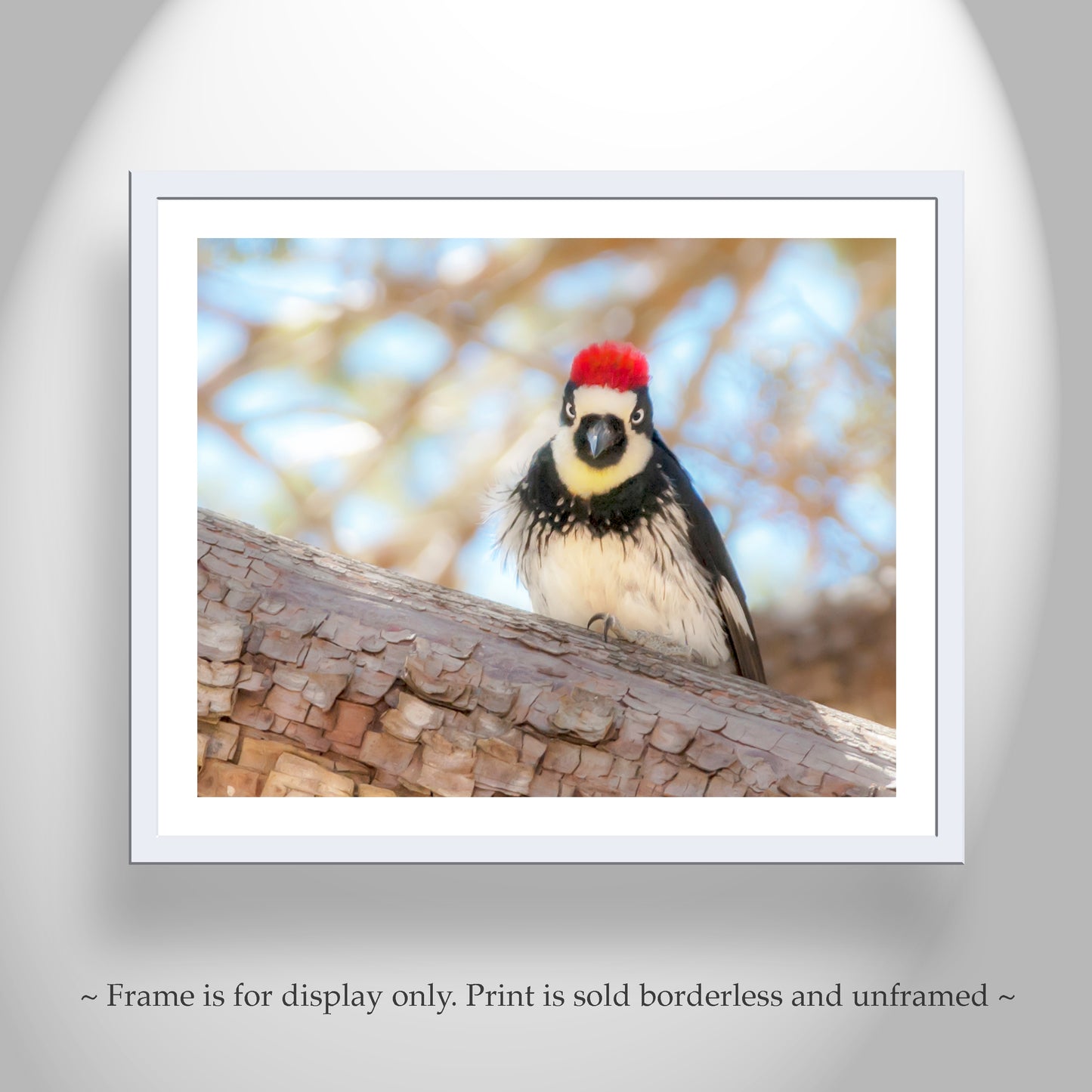 Cute Bird Photo Acorn Woodpecker Tucson Madera Canyon Art