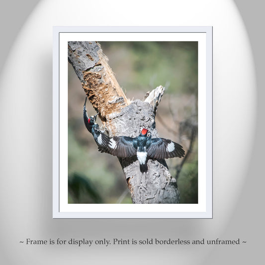 Forest Bird Wall Art with Woodpeckers as Home Nature Decor