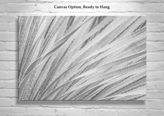 Black & White Agave Print | Fine Art Desert Botanical Canvas