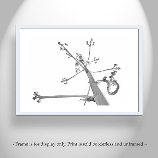 Desert Agave Black and White Fine Art Nature Photography