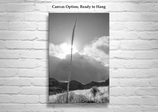 Arizona Desert Mountain Agave Sunset Art Print in Black & White