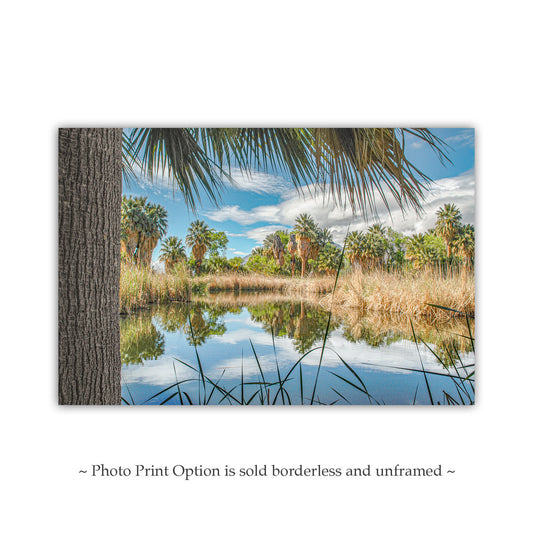 Desert Oasis at Agua Caliente Park Tucson Arizona Wall Decor