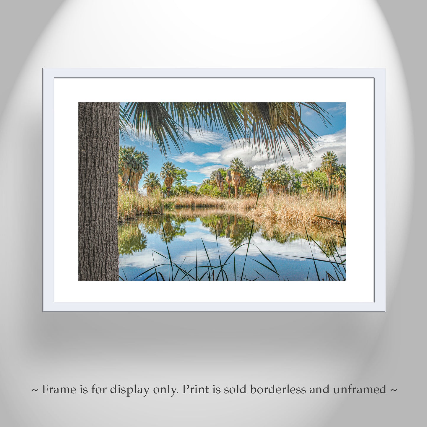 Desert Oasis at Agua Caliente Park Tucson Arizona Wall Decor