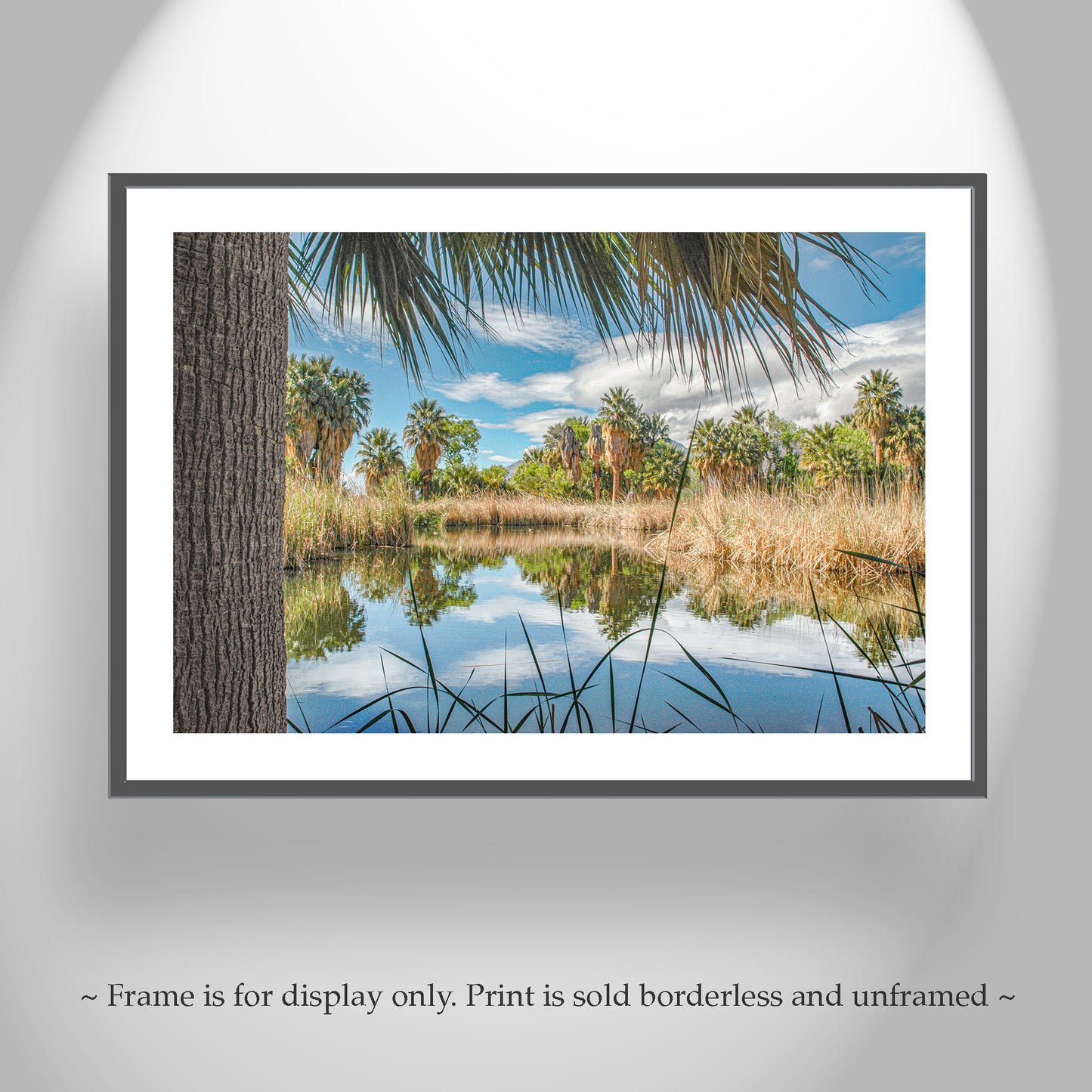 Desert Oasis at Agua Caliente Park Tucson Arizona Wall Decor