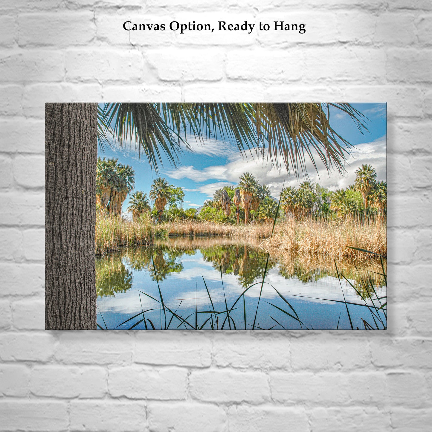 Desert Oasis at Agua Caliente Park Tucson Arizona Wall Decor