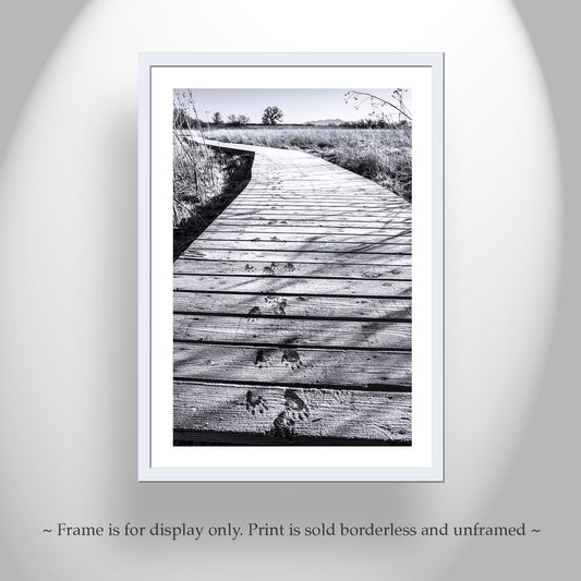 Surreal Black and White Landscape Photography with Animal Tracks in Winter Frost