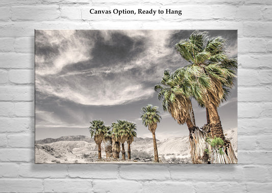 Anza Borrego Desert Palm Trees Sepia Landscape Photography Print