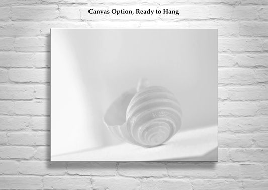 Seashell White on White Elegant Minimalist Art Print for Home