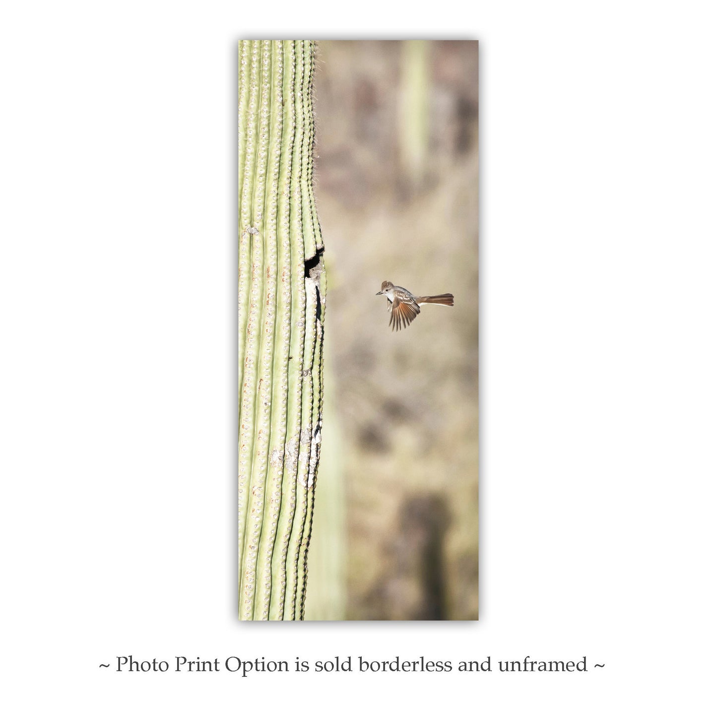 Desert Flycatcher Bird in Flight Art Print | Saguaro Cactus in Arizona
