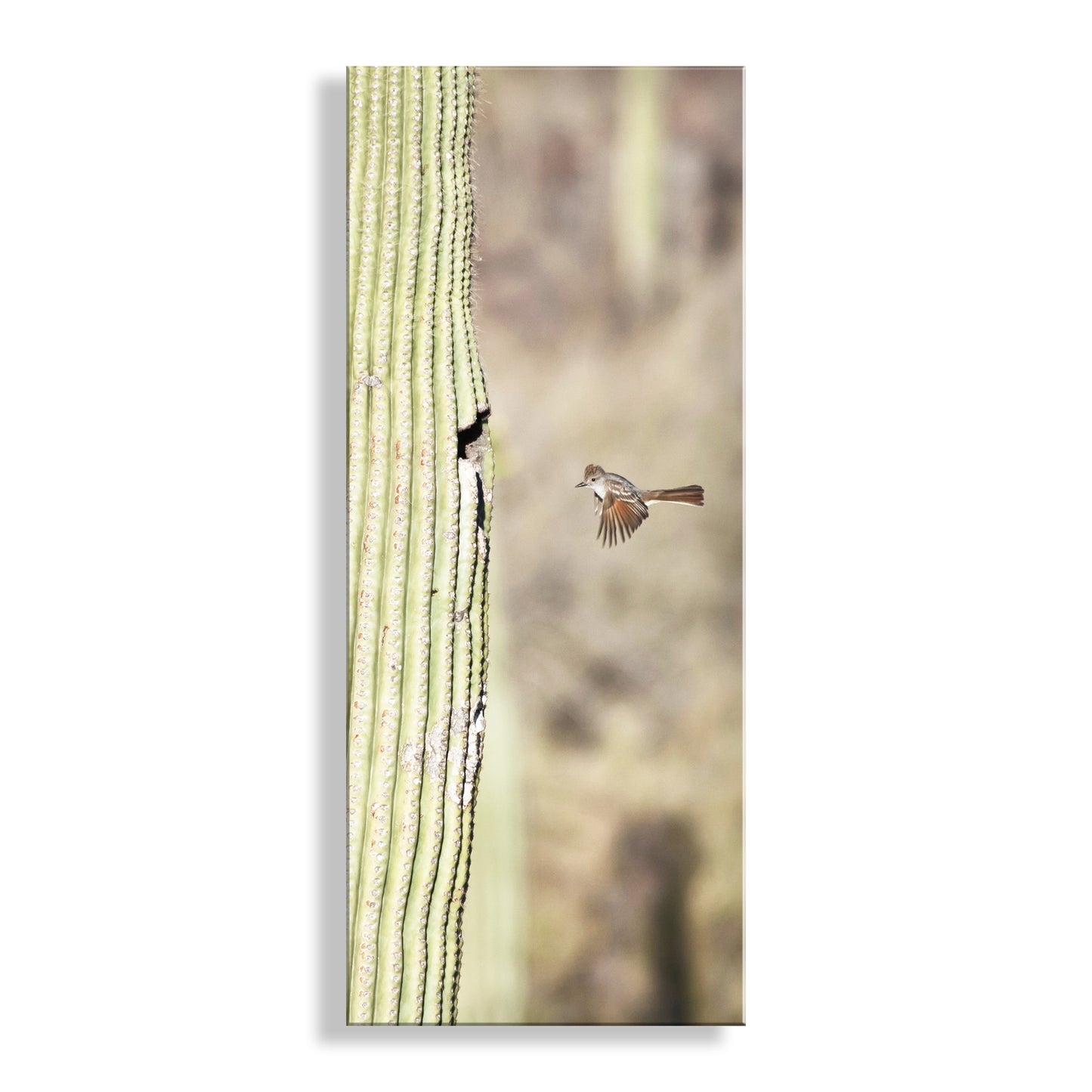 Desert Flycatcher Bird in Flight Art Print | Saguaro Cactus in Arizona