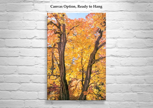 Fall Forest Photography | Golden Autumn Leaves in Tucson AZ Mountains