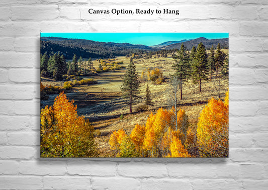 Autumn Forest Nature Art with Quaking Aspen in Ranch Landscape NorCal