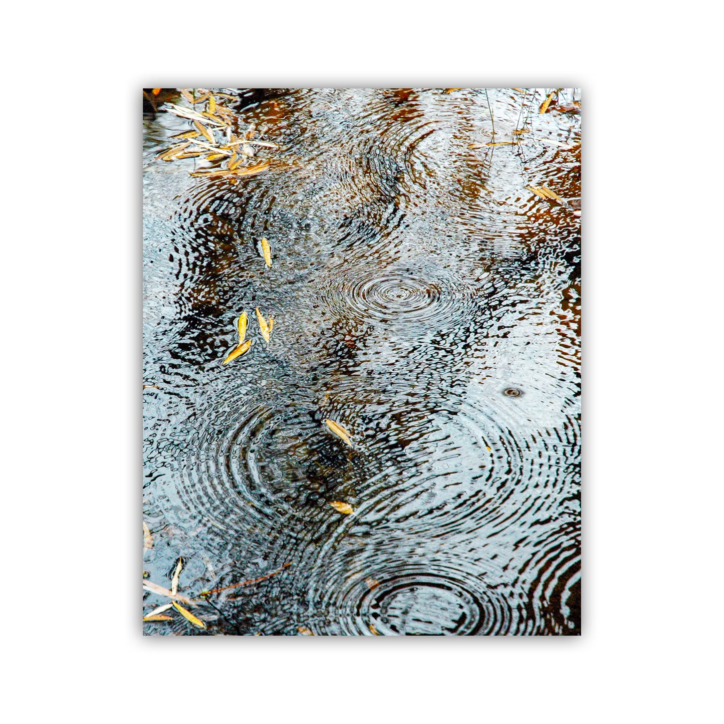 Rain Drops and Water Ripples Photograph with Autumn Leaves as Elegant Nature Wall Decor | Arizona Canyon Oasis