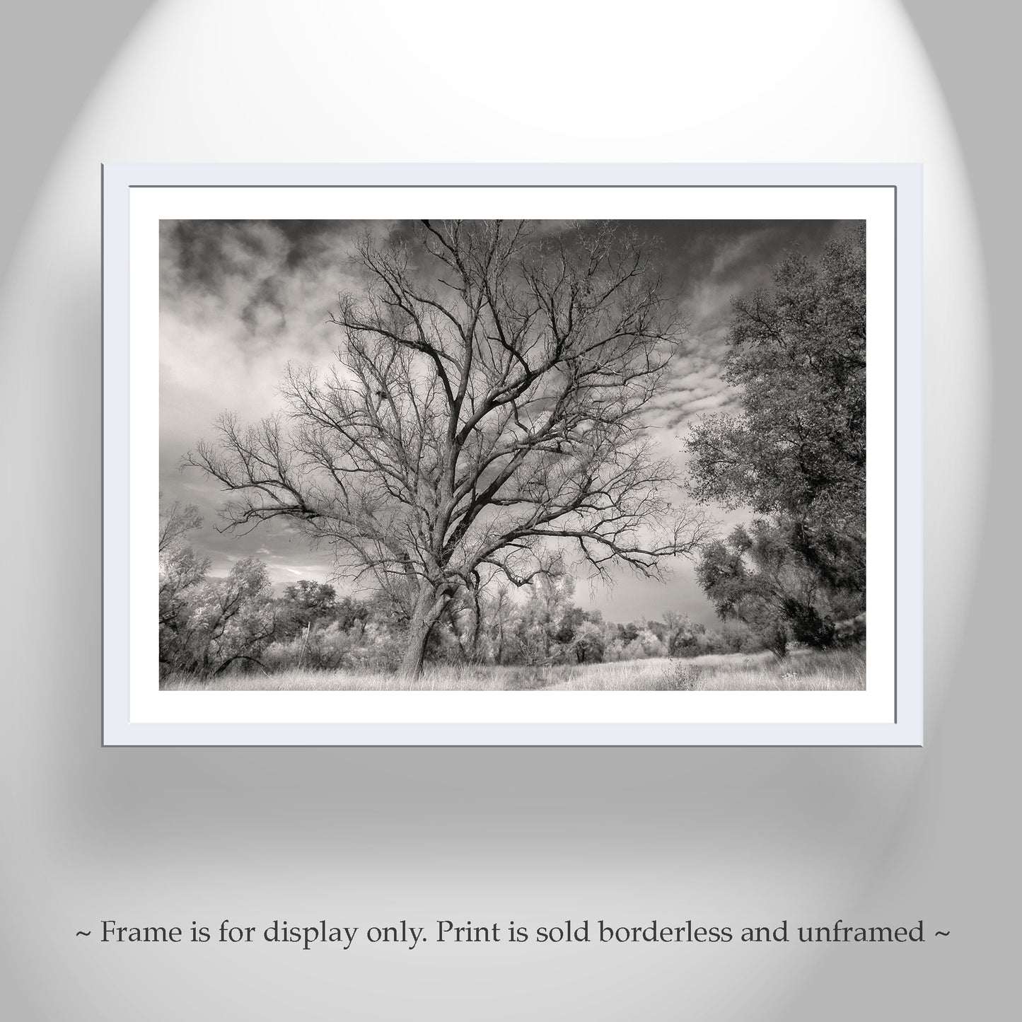 Winter Tree Nature Art in Black and White | Arizona Wilderness Canyon