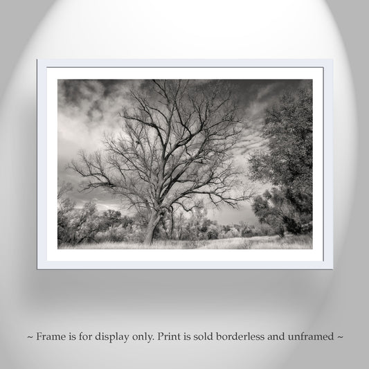 Winter Tree Nature Art Print | Black and White Arizona Wilderness Canyon