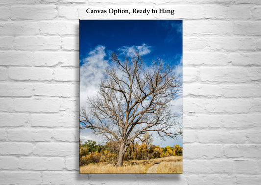 Winter Tree Nature Art Print | Arizona Border Wilderness Canyon Picture