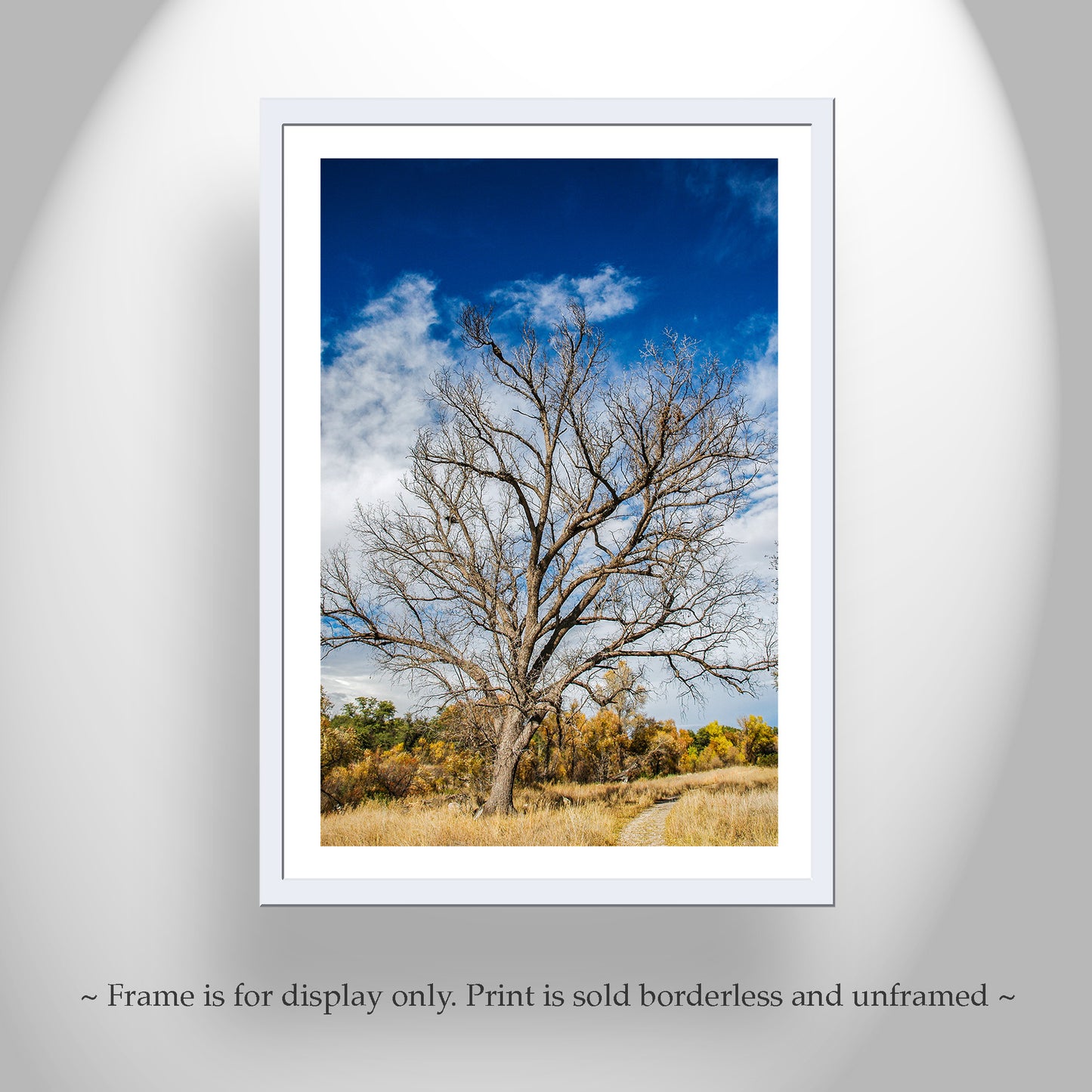 Winter Tree Nature Art Photography Print | Arizona Wilderness Canyon