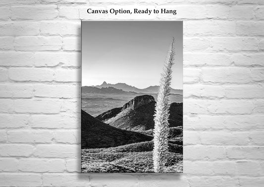 Santa Rita Mountains Art – Black & White Sotol Agave Print