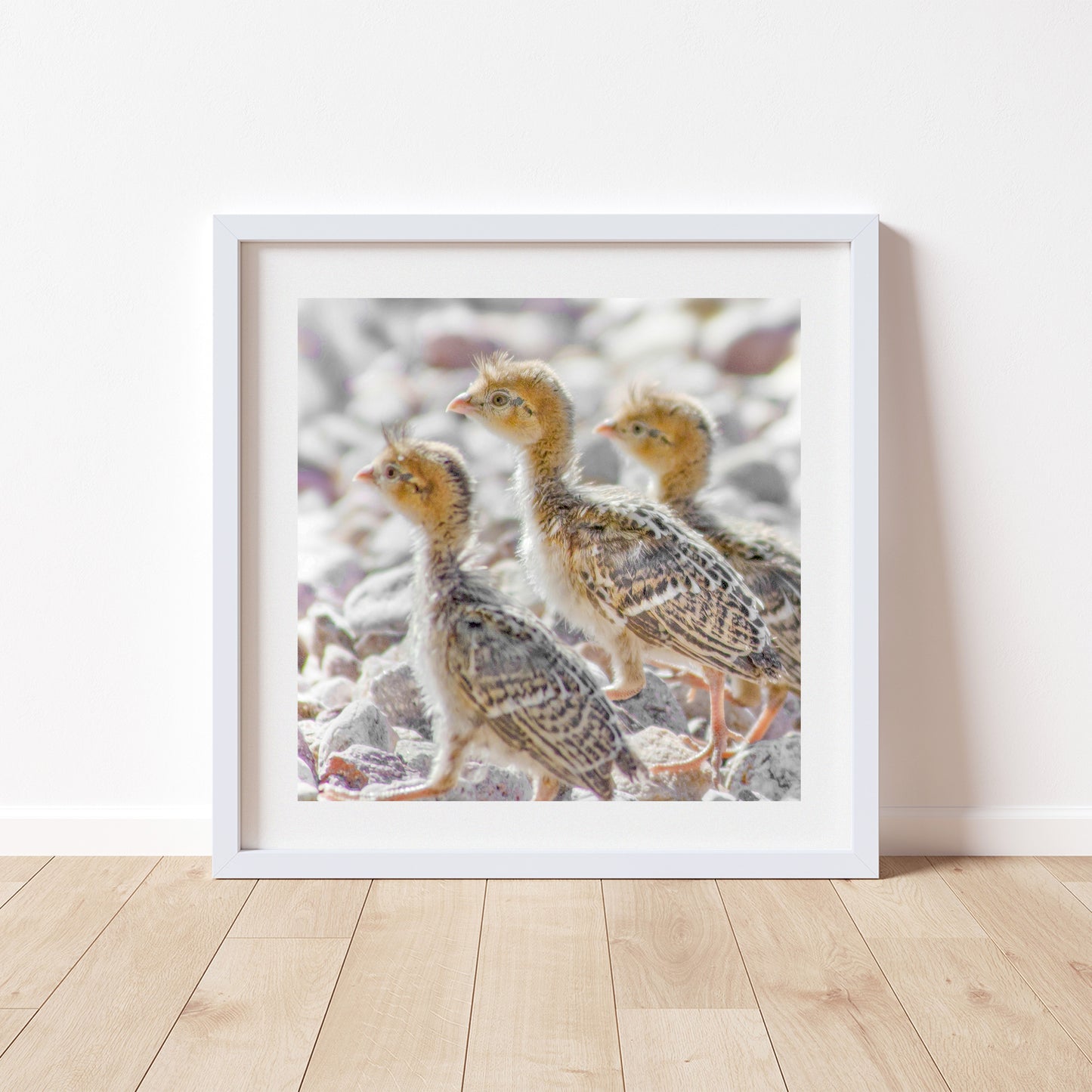 Bird Chick Photo Art Print with Cute Baby Quails as Gift for Bird Lover