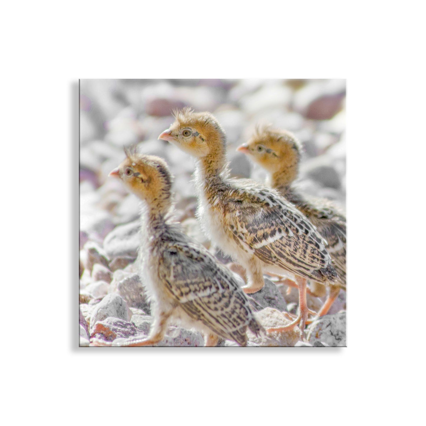Bird Chick Photo Art Print with Cute Baby Quails as Gift for Bird Lover