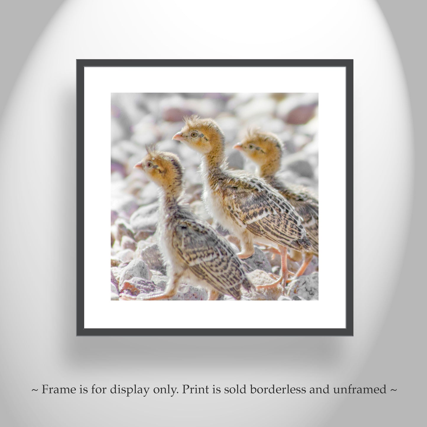 Bird Chick Photo Art Print with Cute Baby Quails as Gift for Bird Lover