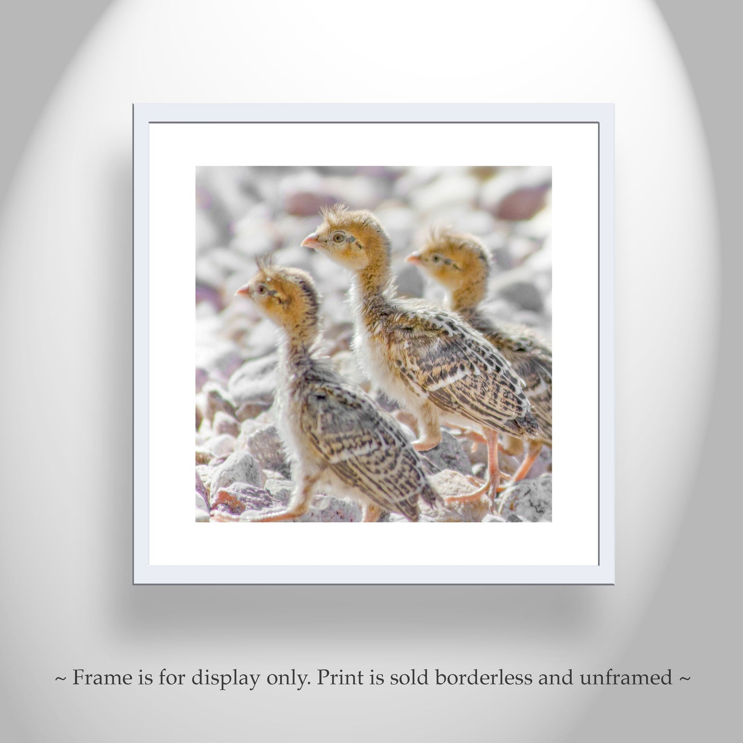Bird Chick Photo Art Print with Cute Baby Quails as Gift for Bird Lover