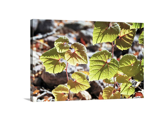 Close-up of green leaves with a blurred natural background. Nature Photography with Backlit Green Leaves in AZ Canyon