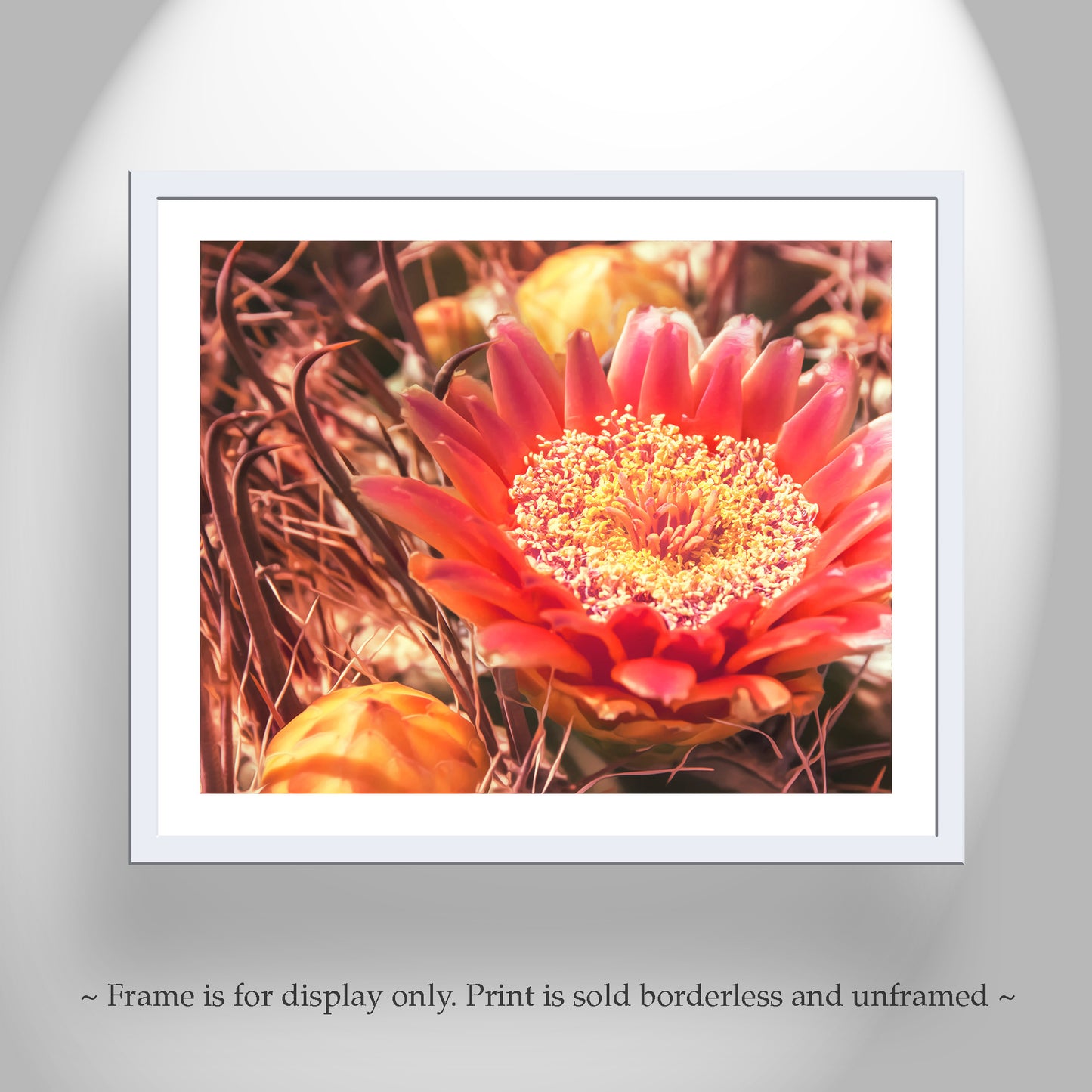 Cactus Flower Photography Wall Art with Desert Barrel Cactus