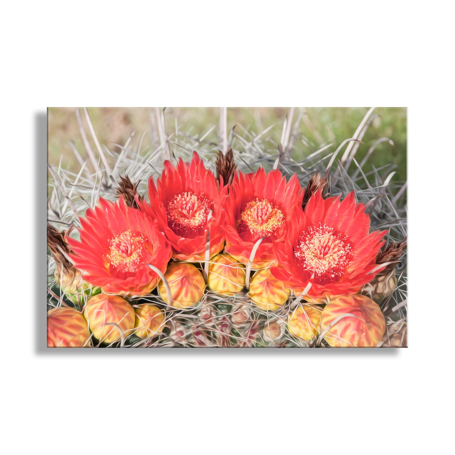 Red Barrel Cactus Flower Photography in Arizona Desert