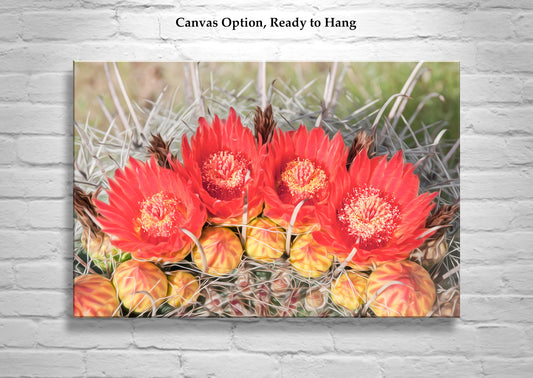 Red Barrel Cactus Flower | Arizona Desert Botanical Wall Art