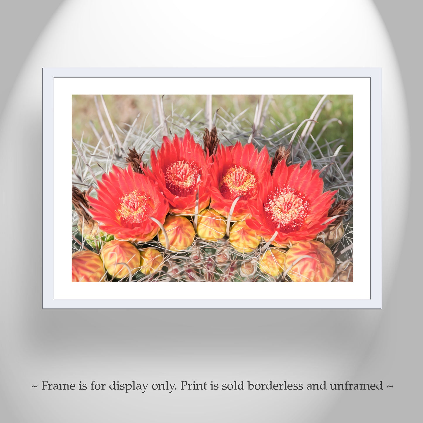 Red Barrel Cactus Flower Photography in Arizona Desert
