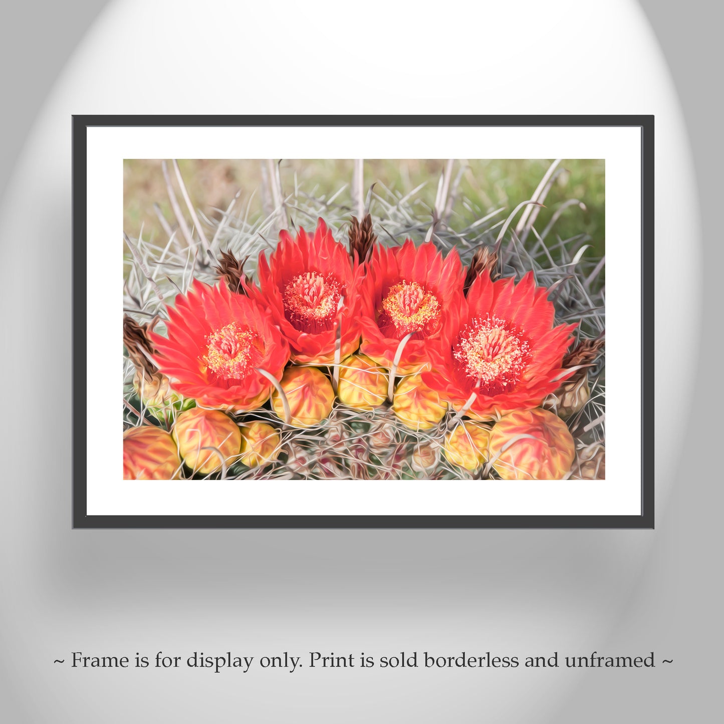 Red Barrel Cactus Flower Photography in Arizona Desert