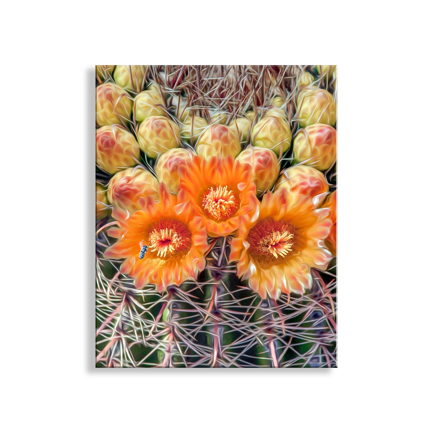 Bee and Cactus Flower Print with Desert Barrel Cactus Wildflowers