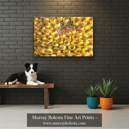 Close-up of a pineapple with a white background. Yellow Cactus Fruit Picture as Bright Vibrant Art Gift from Arizona Desert by Murray Bolesta