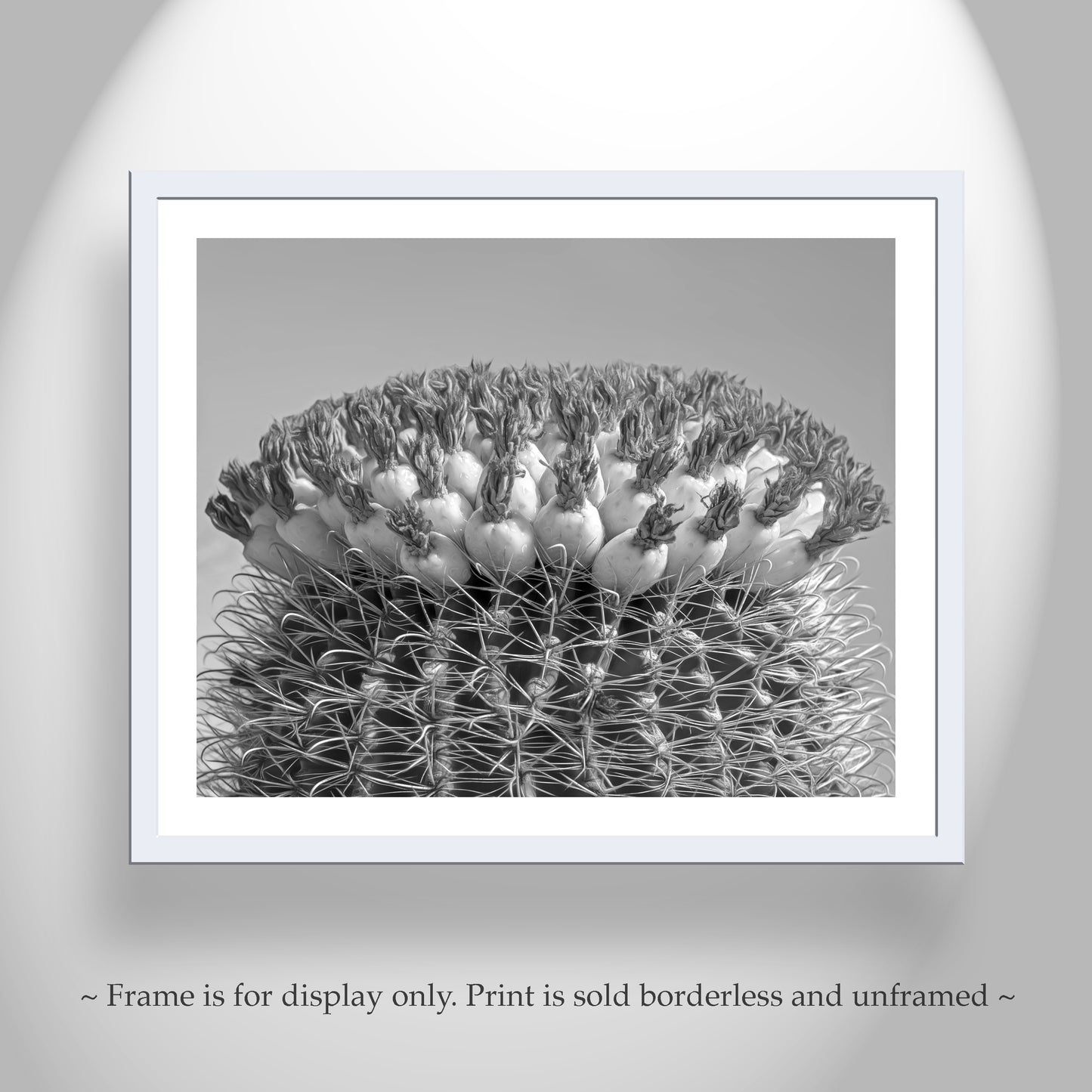 Barrel Cactus Black and White Photo in Arizona Desert