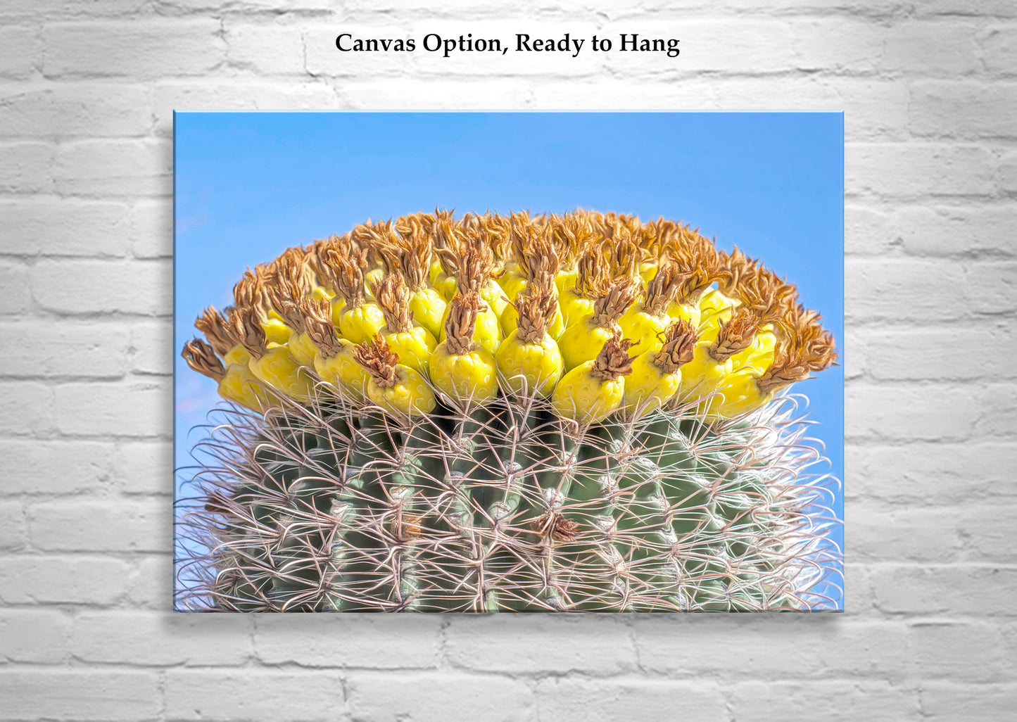 Barrel Cactus Fruit in Arizona as Colorful Desert Botanical Art