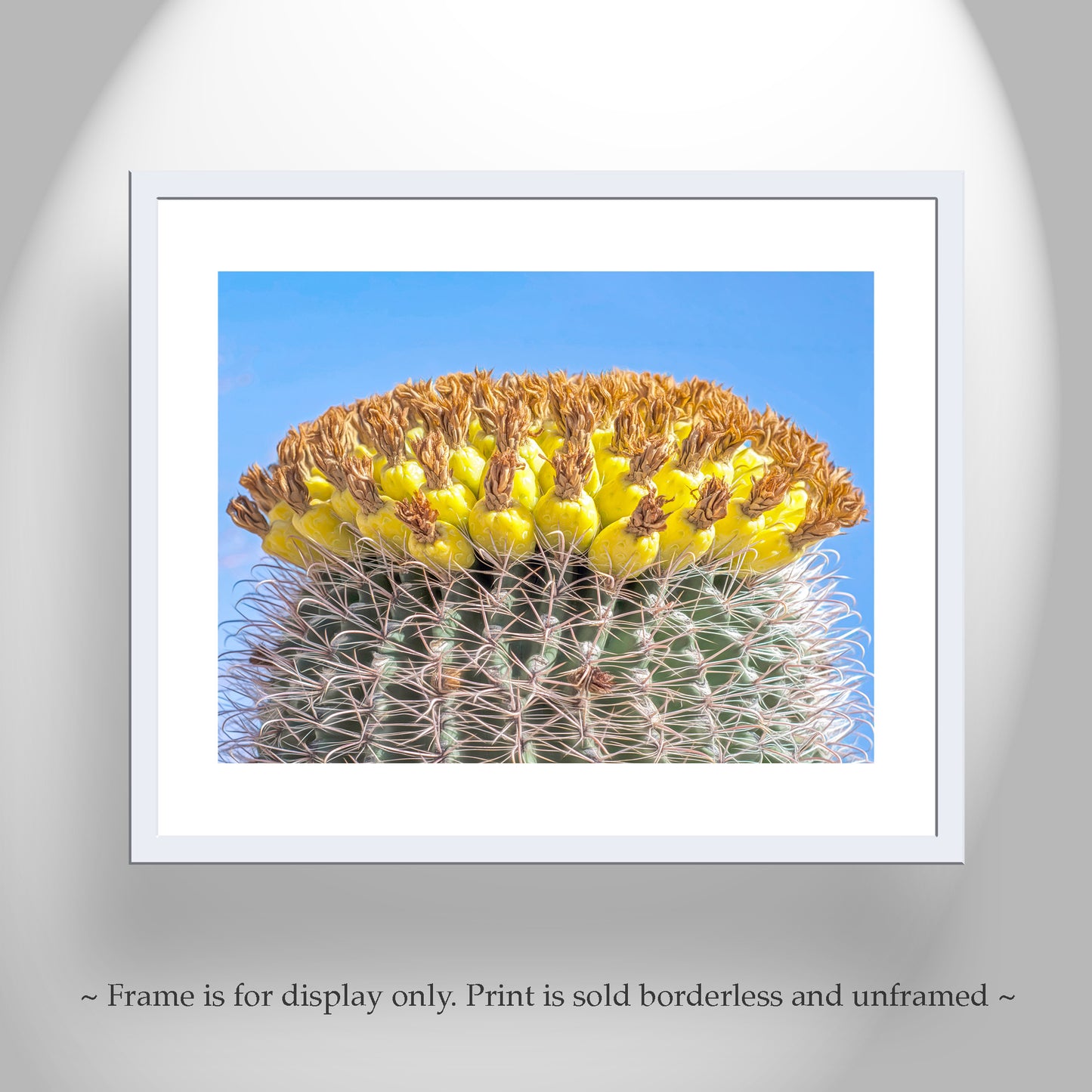 Barrel Cactus Fruit in Arizona as Colorful Desert Botanical Art