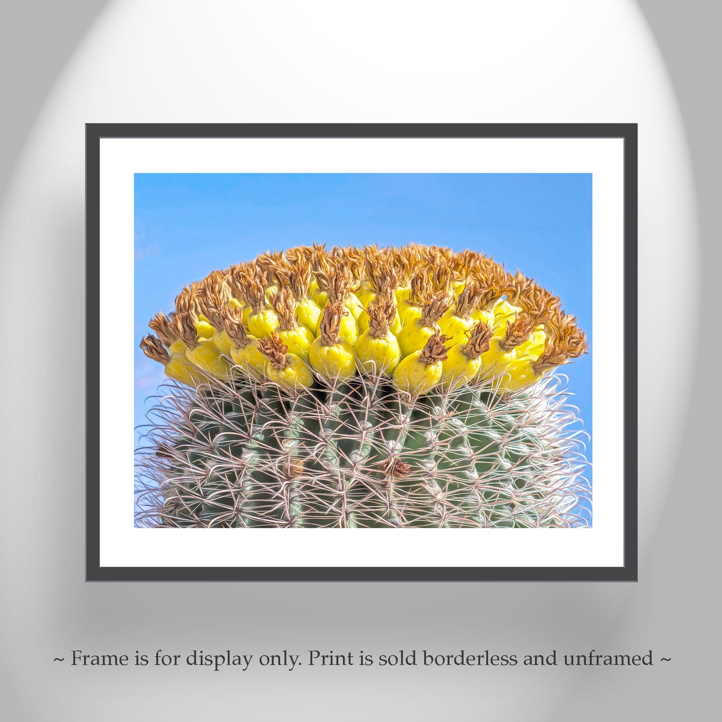 Barrel Cactus Fruit in Arizona as Colorful Desert Botanical Art