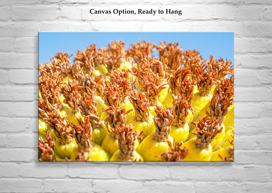 Vibrant Arizona Desert Botanical Wall Print with Yellow Barrel Cactus Fruit