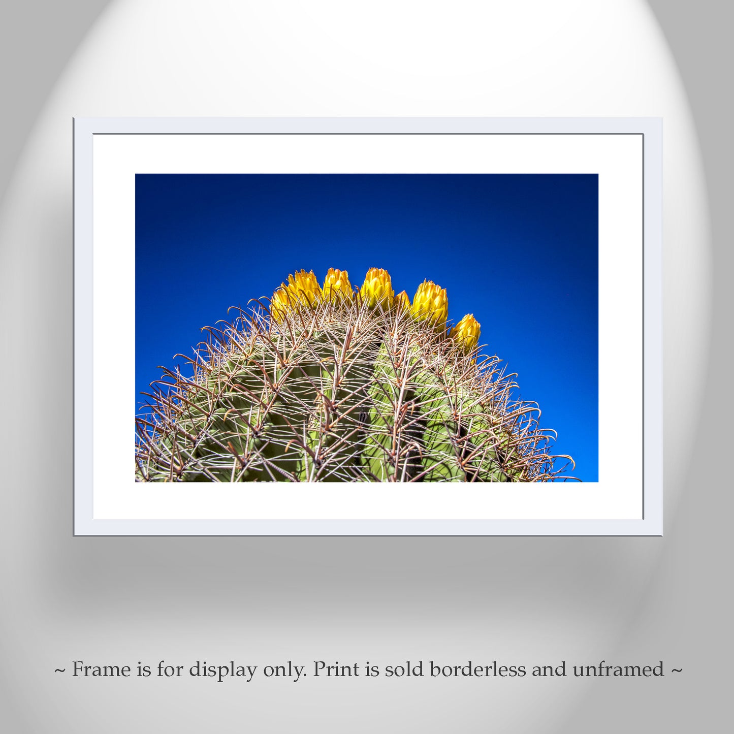 Cactus Flowers in Arizona Desert as Bold Desert Wall Decor