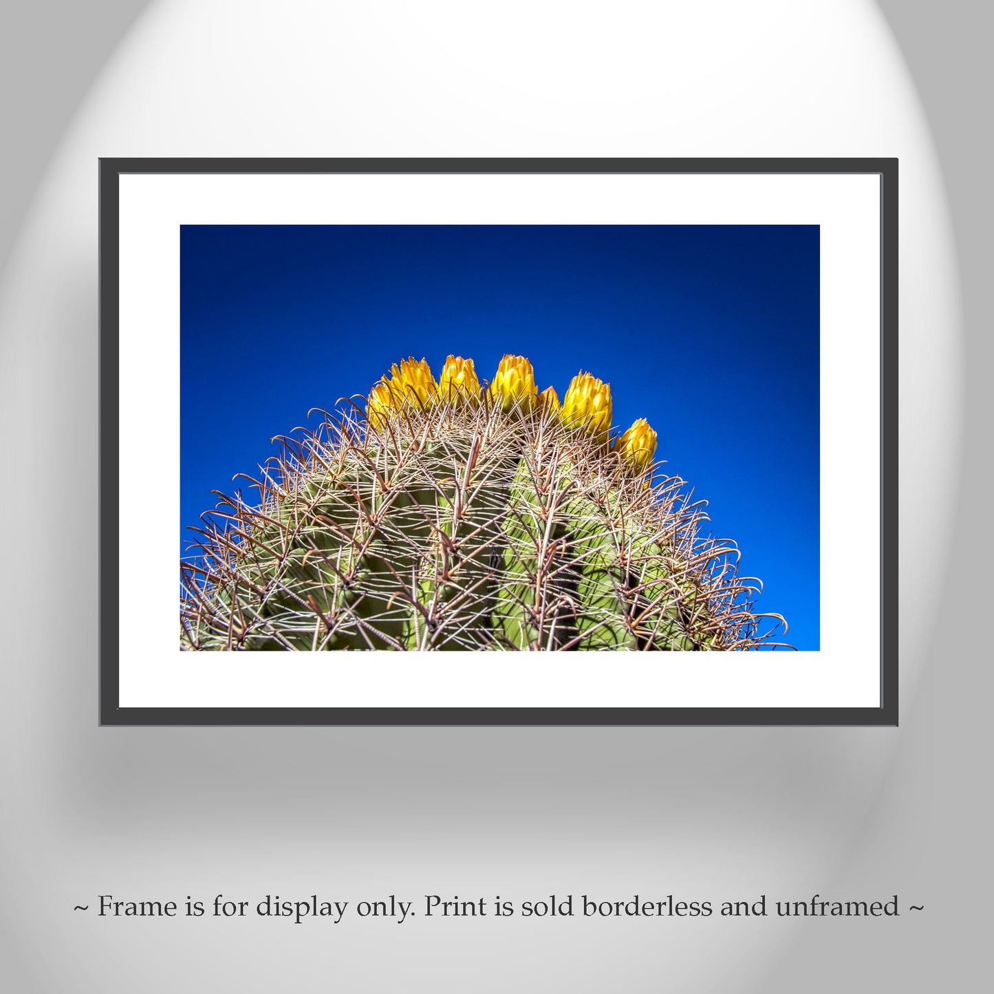 Cactus Flowers in Arizona Desert as Bold Desert Wall Decor