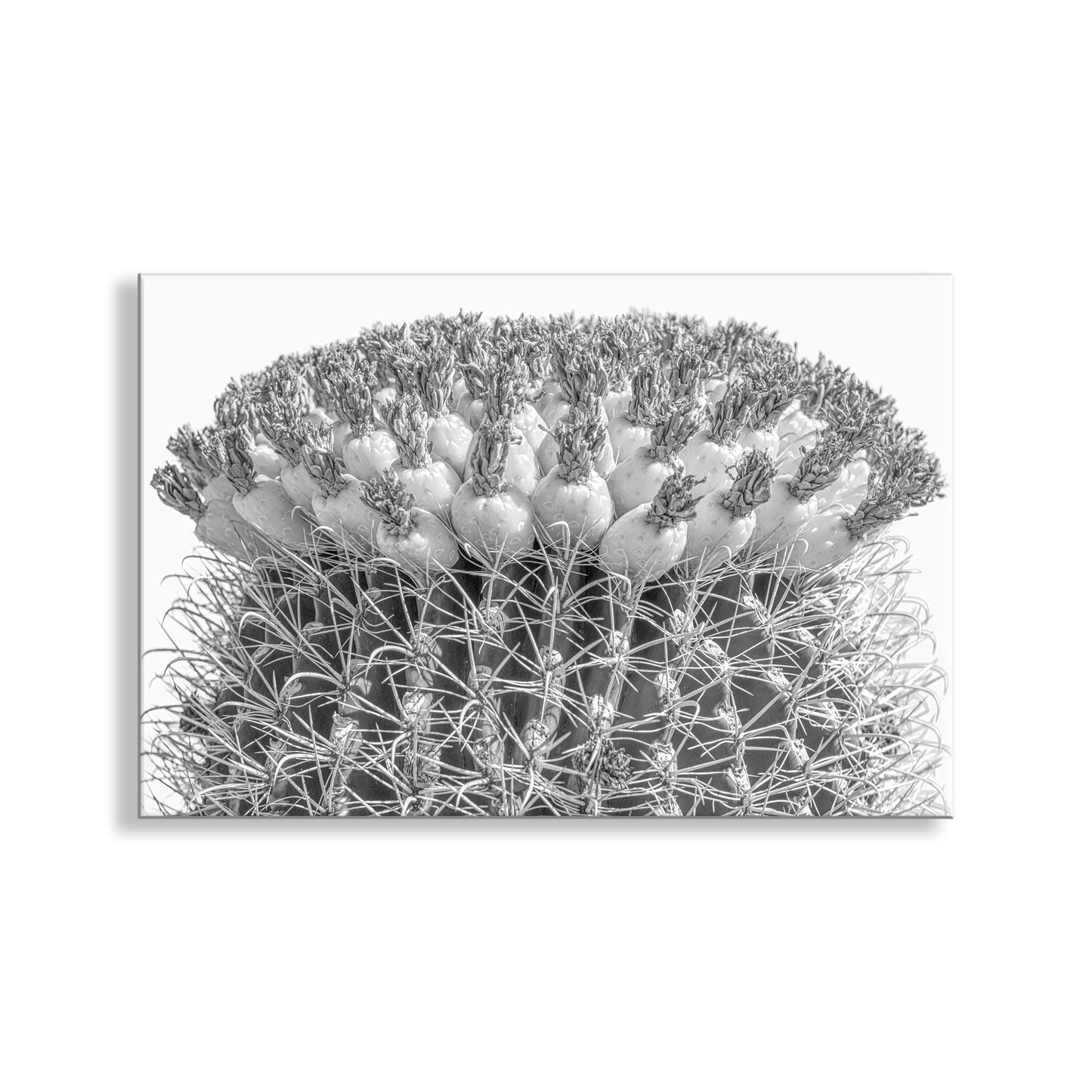 Cactus Decor in Black and White with Barrel Cactus and Tuna Fruit