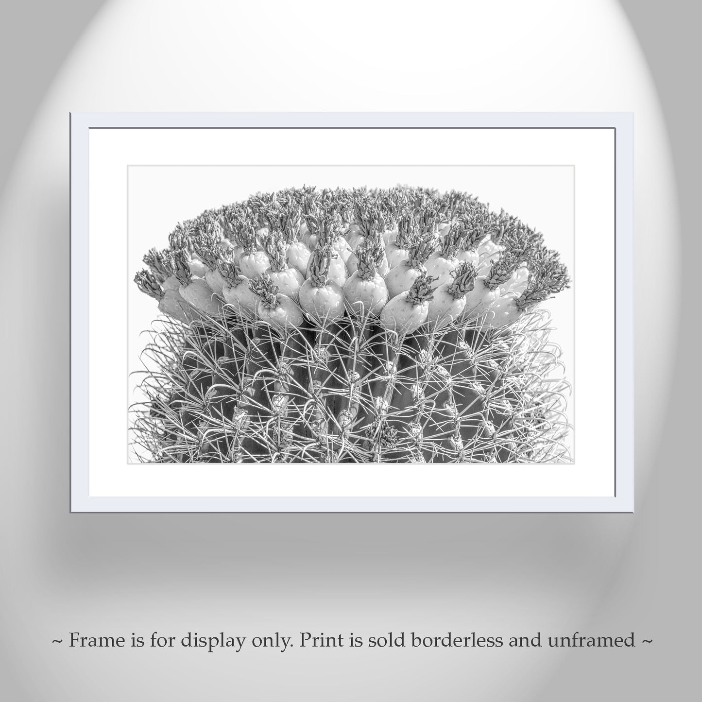 Cactus Decor in Black and White with Barrel Cactus and Tuna Fruit