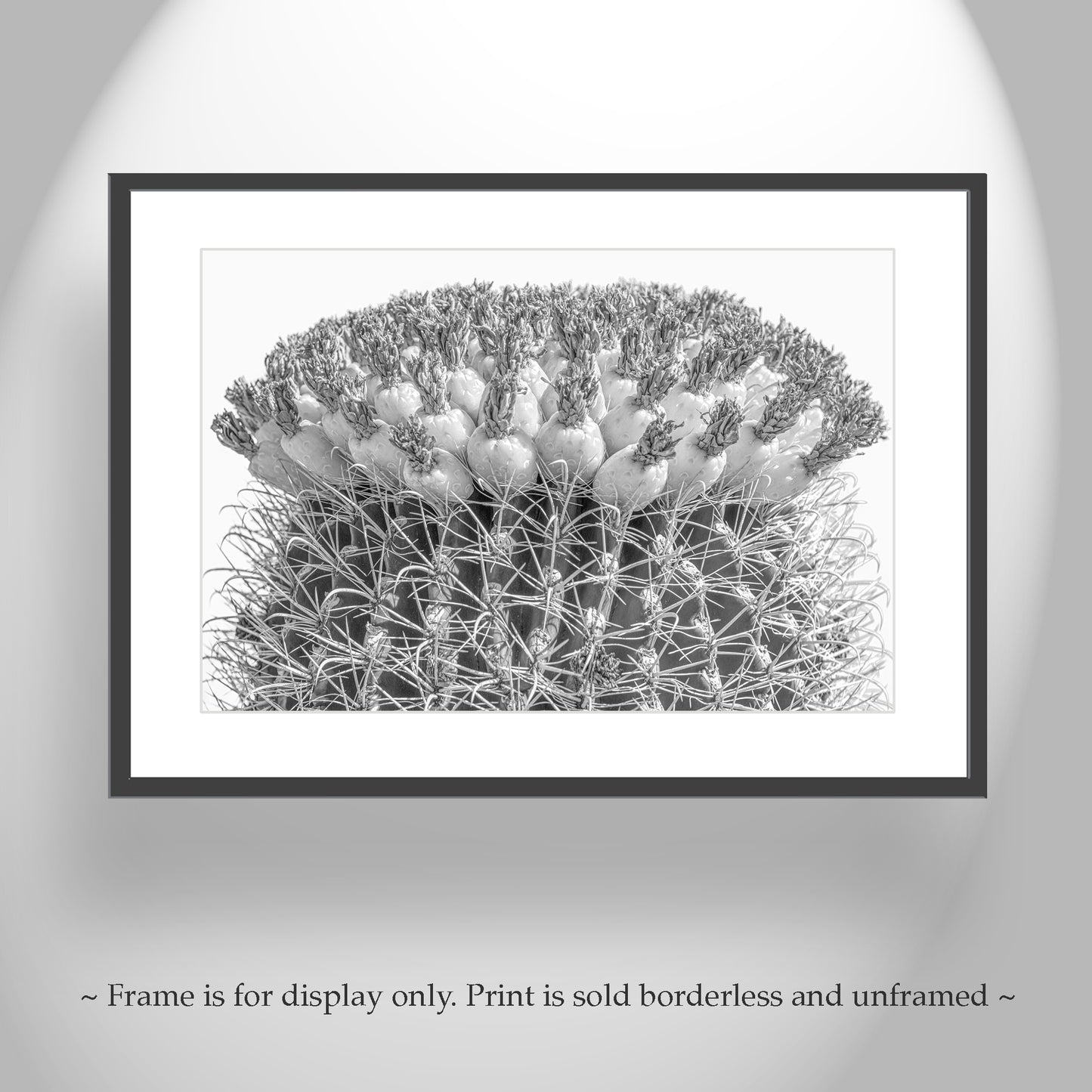 Cactus Decor in Black and White with Barrel Cactus and Tuna Fruit