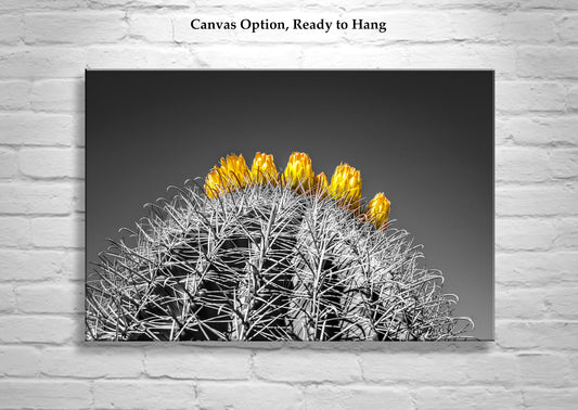 Black and White Barrel Cactus Art Print - Arizona Desert Photo