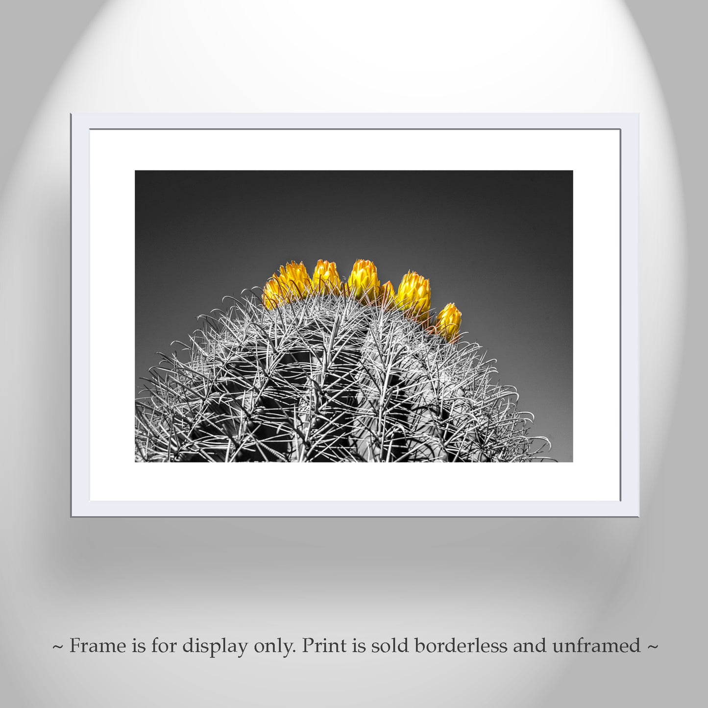 Barrel Cactus Art in Arizona Desert in Black and White | Southwest Decor